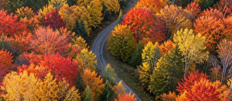 Autumn hardwood hillside, ochre and deep red against a pale sky
